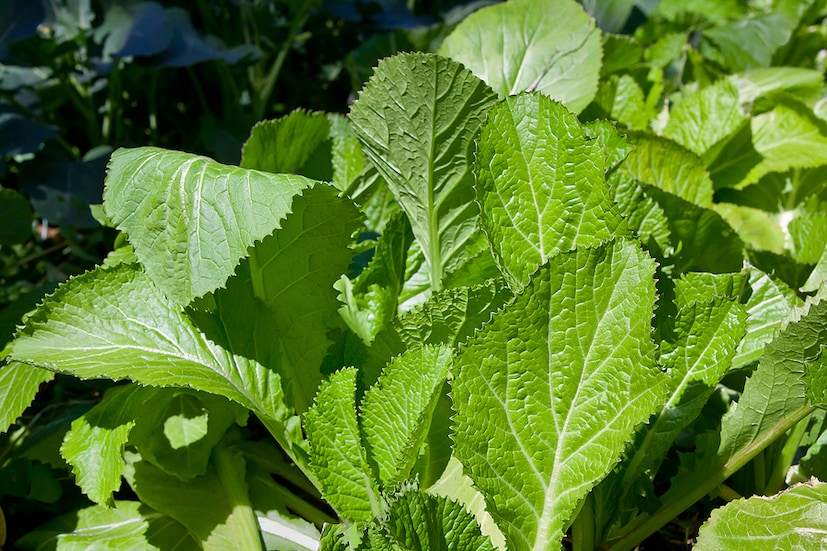 Mustack Leave Mustard Leaves : ఈ విషయాలు తెలిస్తే ఆవాల ఆకులను వదిలిపెట్టరు | - News18 ...