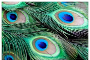 Peacock Feathers: ఇంట్లో నెమలి ఈకలు పెట్టుకుంటే బోలెడు ప్రయోజనాలు.. జ్యోతిష్యుల సూచనలు