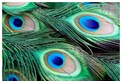 Peacock Feathers: ఇంట్లో నెమలి ఈకలు పెట్టుకుంటే బోలెడు ప్రయోజనాలు.. జ్యోతిష్యుల సూచనలు