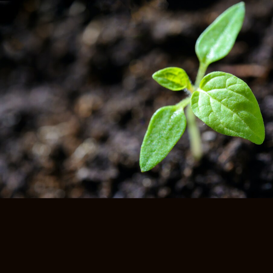 World Soil Day : మనందరికీ స్వాతంత్ర్య దినోత్సవం, వాలెంటైన్స్ డే వంటివి తెలుసుగానీ.. ప్రపంచ నేల దినోత్సవం అనేది ఒకటుందని తెలియదు. ఎందుకంటే దీని గురించి అంతగా ప్రచారం జరగట్లేదు. కానీ ఇది చాలా ముఖ్యమైనది. మనం జీవించేందుకు నేల కావాలి. ఆహారం పండేందుకు నేల కావాలి. నేల లేనిదే మనం లేము. అలాంటి నేలకు మనం తగిన ప్రాధాన్యం ఇస్తున్నామా? నేలను పట్టించుకుంటున్నామా అన్నది నేటి ప్రశ్న.