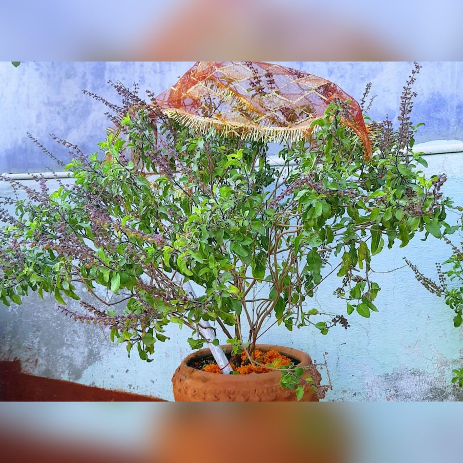  ఓం: తులసి కుండపై ఓం చేయడం చాలా పవిత్రమైనదిగా పరిగణించబడుతుంది. ఇది లక్ష్మీ దేవిని ప్రసన్నం చేసుకుంటుందని , ఆమె భక్తులకు శుభ ఫలాలను ప్రసాదిస్తుందని చెబుతారు. విష్ణువు కూడా ఆమె పట్ల సంతోషిస్తాడు.