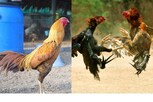 Cock Fight: కోట్లలో కోడి పందాలు.. బరుల దగ్గర గోవా కల్చర్