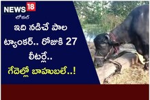 ఇది నడిచే పాల ట్యాంకర్.. రోజుకి 27 లీటర్లే..! గేదెల్లో బాహుబలే..!