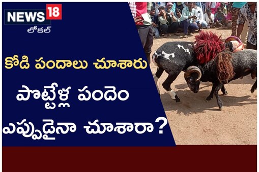 పాలమూరులో పొట్టేళ్ల పందేలు