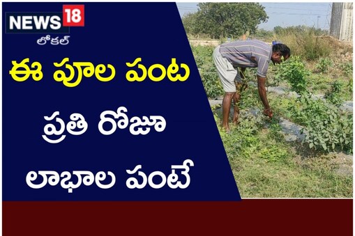 గులాబీ