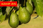 Avocado Farming : ఆవకాడో సాగు .. ఏడాదికి రూ.24 లక్షలు సంపాదిస్తున్న రైతు
