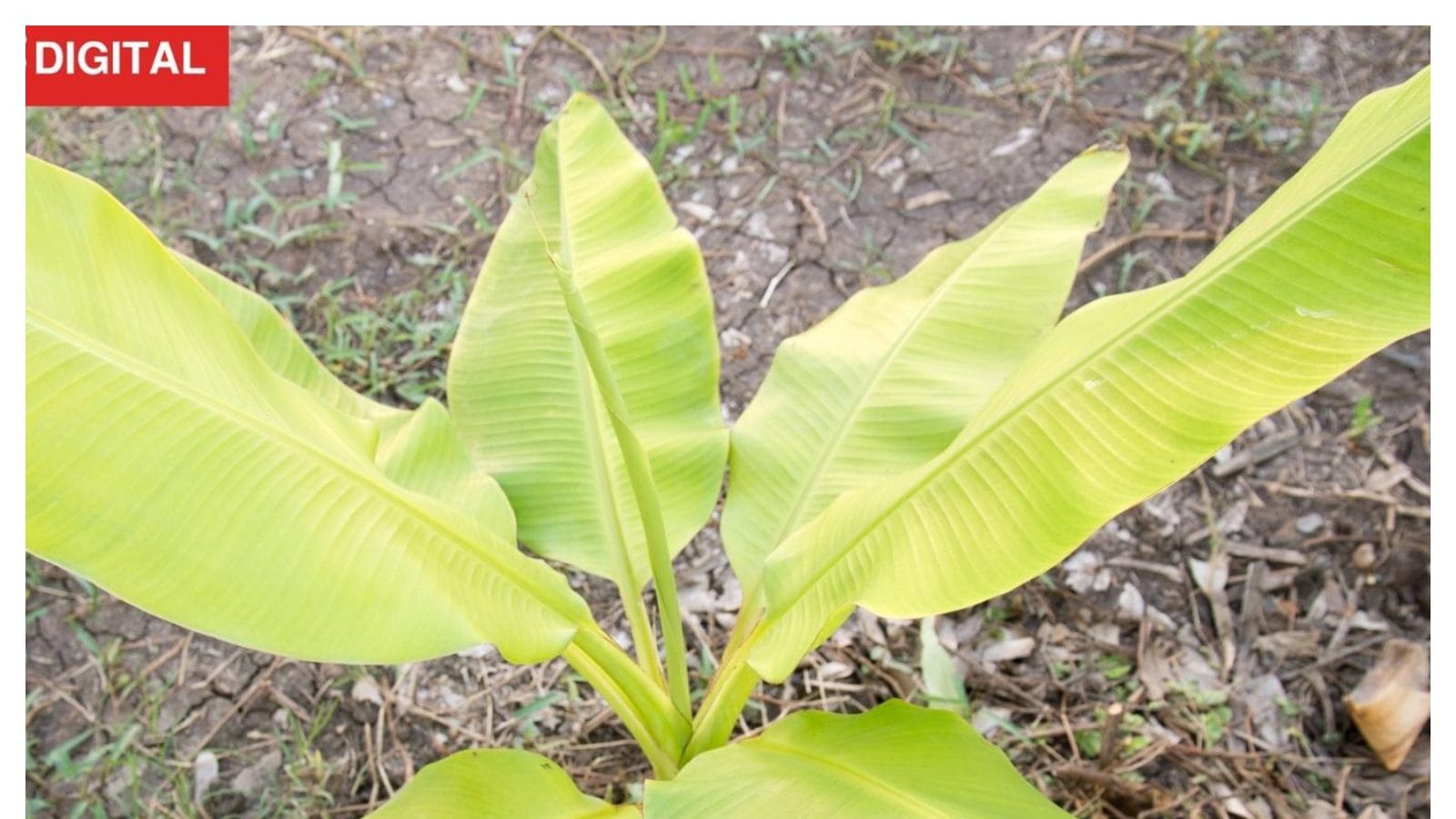 Banana Vastu అరటి మొక్క పక్కన ఈ మొక్కను నాటకండి.. లేకపోతే సమస్యలకు