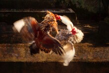Sankranti Cock Fights : పందెం కోళ్లలో ఎన్ని రకాలు ఉన్నాయో తెలుసా?