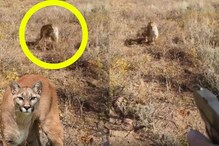 Most Thrilling Video : వెంటాడిన పర్వత సింహం.. ఉలిక్కిపడుతున్న నెటిజన్లు