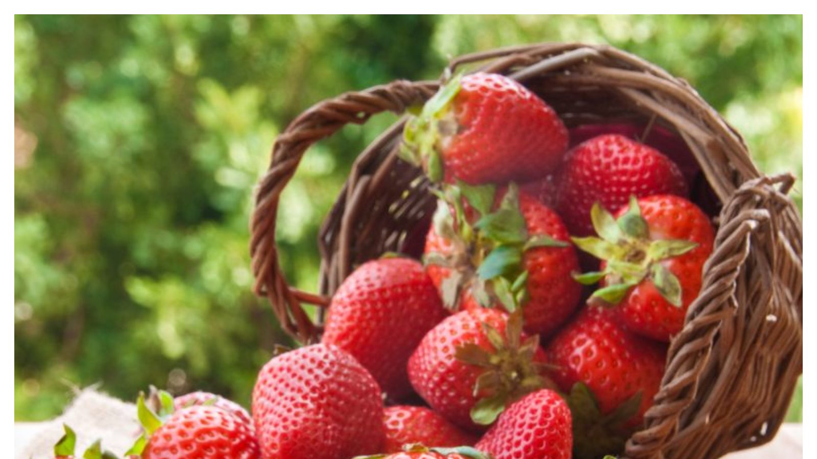 Strawberry Benefits స్ట్రాబెర్రీ బరువు తగ్గించడంతోపాటు ఎముకలను కూడా బలపరుస్తుంది!/Strawberries