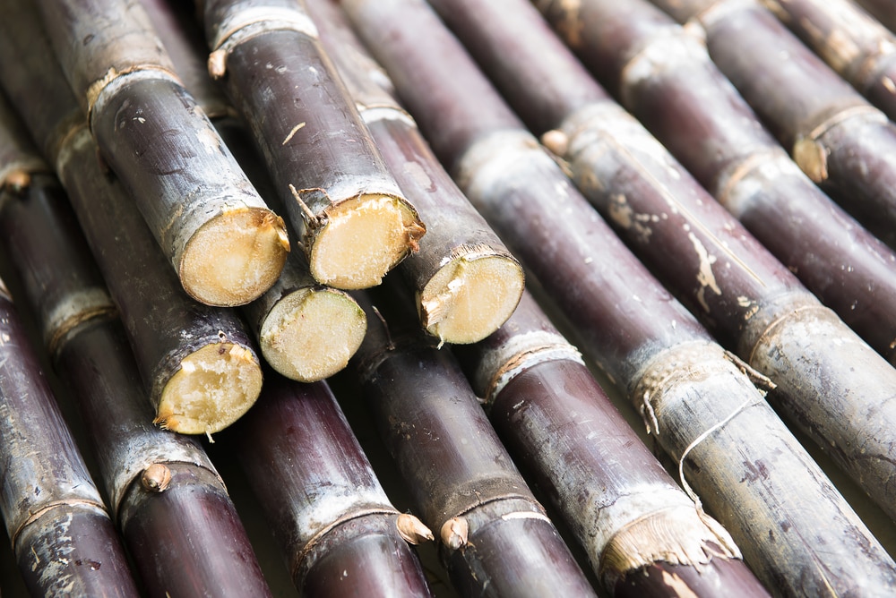 Sugarcane Benefits చెరకు వల్ల ఇన్ని లాభాలా.. తప్పక వాడాల్సిందే