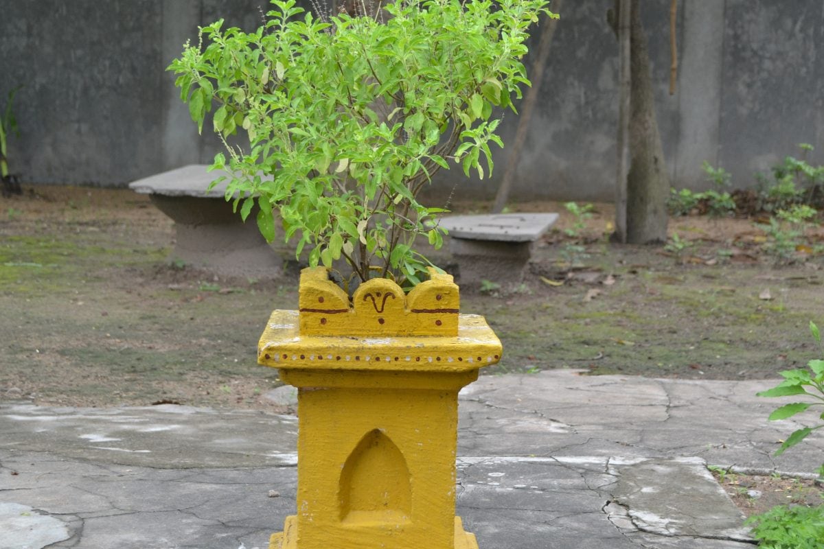 Tulsi plant is easy to grow with very little maintenance but for ...