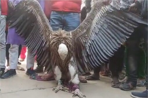 Viral video: చరిత్రల్లో, పురాణాల్లో రాబందు అంటే శవాల్ని పీక్కు తీనే అత్యంత భయంకరమైన పక్షులుగా చూస్తారు. అలాంటి రాబందు ఒకటి ఉత్తరప్రదేశ్ కాన్పూర్‌లో స్థానికులకు చిక్కింది. ఈద్గా శ్మశాన వాటికలో ఉన్న తెల్లటి హిమాలయ రాబందును గుర్తించిన స్థానికులు పట్టుకున్నారు.
