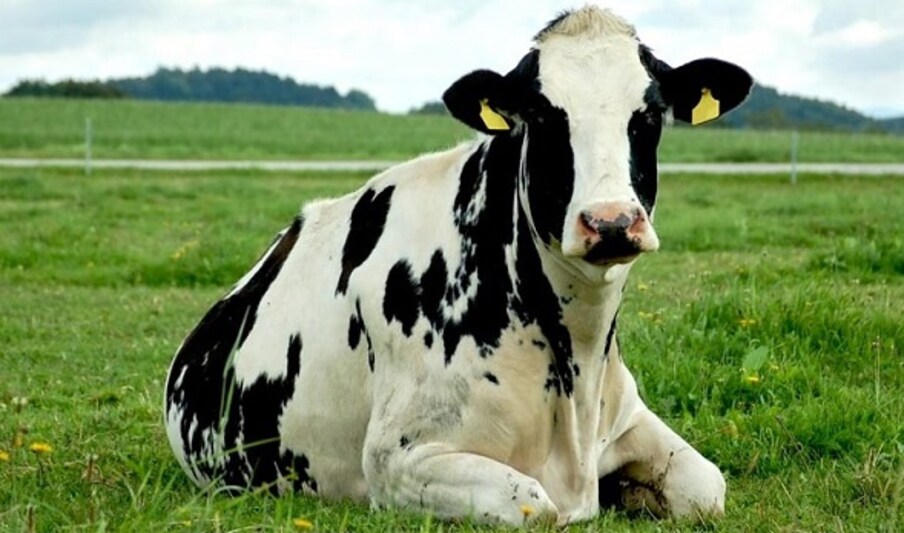  చైనాలో సైంటిస్టులు ఒకే రకమైన 3 ఆవుల్ని (super cows)ని సృష్టించారు. అవి పెరిగి పెద్దవి అయ్యాక.. రోజూ 50 లీటర్ల చొప్పున.. సంవత్సరానికి 18 టన్నుల పాలను ఇవ్వగలవని తెలిపారు. తమ జీవిత కాలంలో అవి 100 టన్నుల పాలు ఇస్తాయని చెప్పారు.