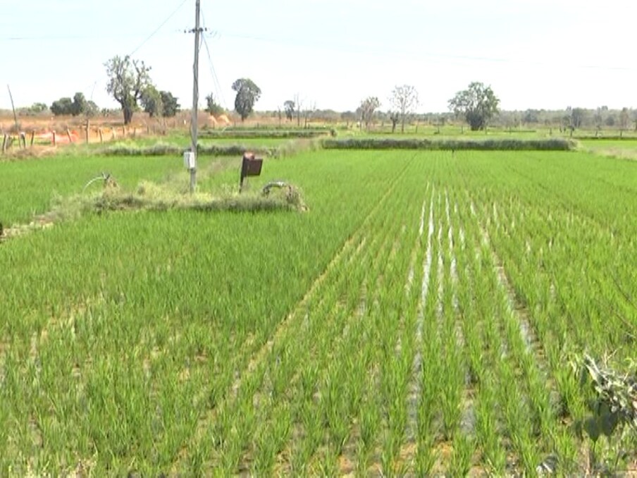  ఇక్కడ సహజసిద్ధ వాతావరణంలో జీవించడం వల్ల తండా వాసులు రోగ నిరోధిక శక్తి ఎక్కువగా కలిగి ఉంటున్నారు. గ్రామంలోని ప్రజల్లో తెల్ల రక్త కణాల సంఖ్య పెరిగి ఇన్ఫెక్షన్లు, జబ్బులను ఎదుర్కొనే సామర్థ్యం పెరుగుతుంది. తాజా గాలిని పీల్చుకోవడం వల్ల మెదడు కొత్త ఉత్సాహంతో పనిచేస్తుంది... ఇదే రాజమ్మ తండా వాసులకు వరంగా మారింది.