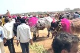 పశువుల జాతరకు పోటెత్తిన జనం .. ఎక్కడ జరుగుతుందో ఈ వీడియో చూడండి