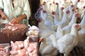 Chicken Rates: నాన్ వెజ్ ప్రియులకు షాక్ ఇస్తున్న చికెన్..కిలో ధర ఏకంగా..ఇంకా పెరిగే ఛాన్స్