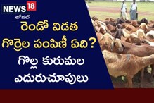 సబ్సిడీ గొర్రెల పంపిణీ కోసం గొల్ల కురుమల ఎదురుచూపులు!..