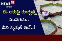 Kadapa: ఈ ఆకుపై కూర్చున్న మునగదు.. దీని స్పెషల్ ఇదే..!