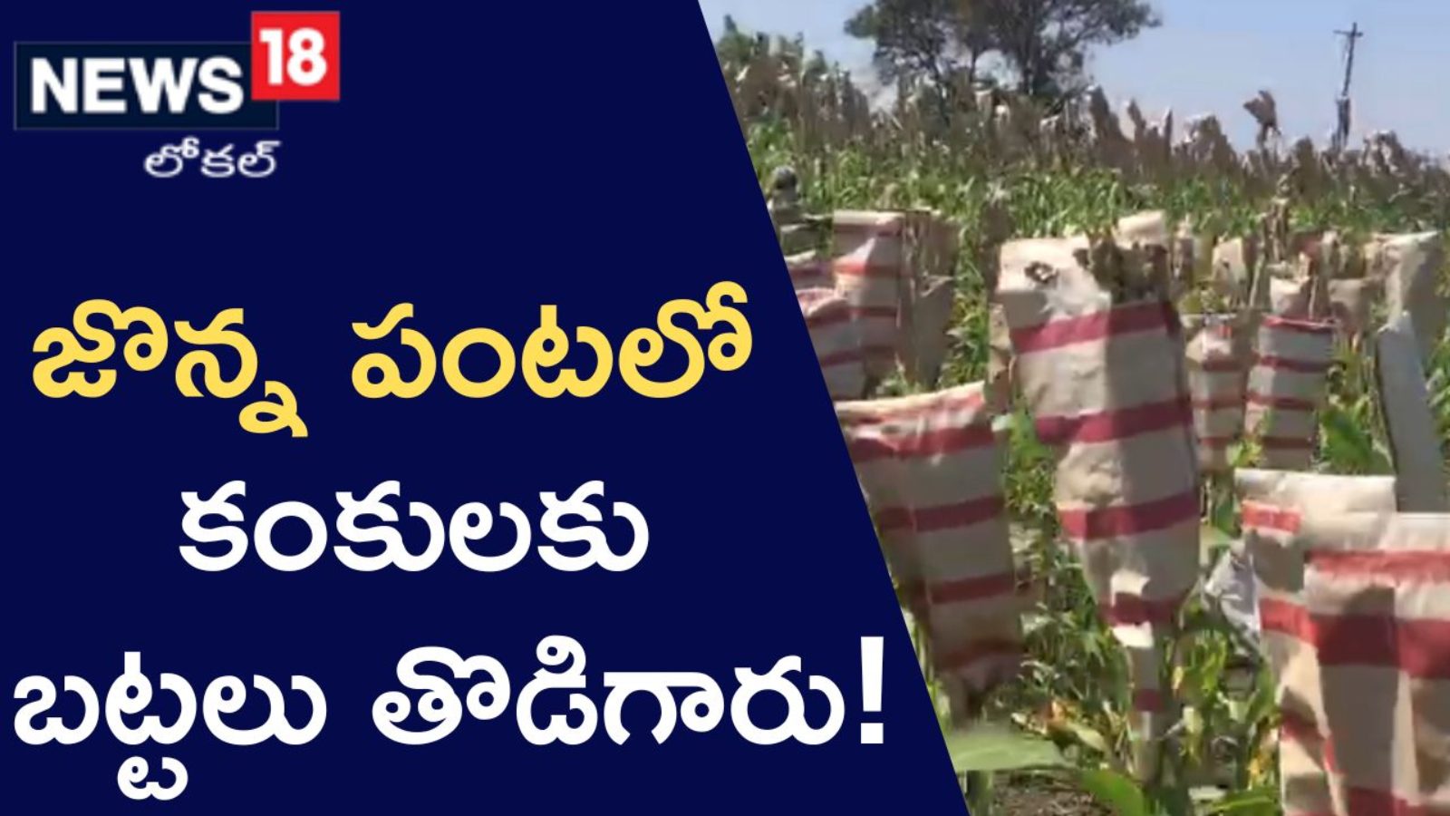 Covers are used as shields for crops.. Do you know why? జొన్న