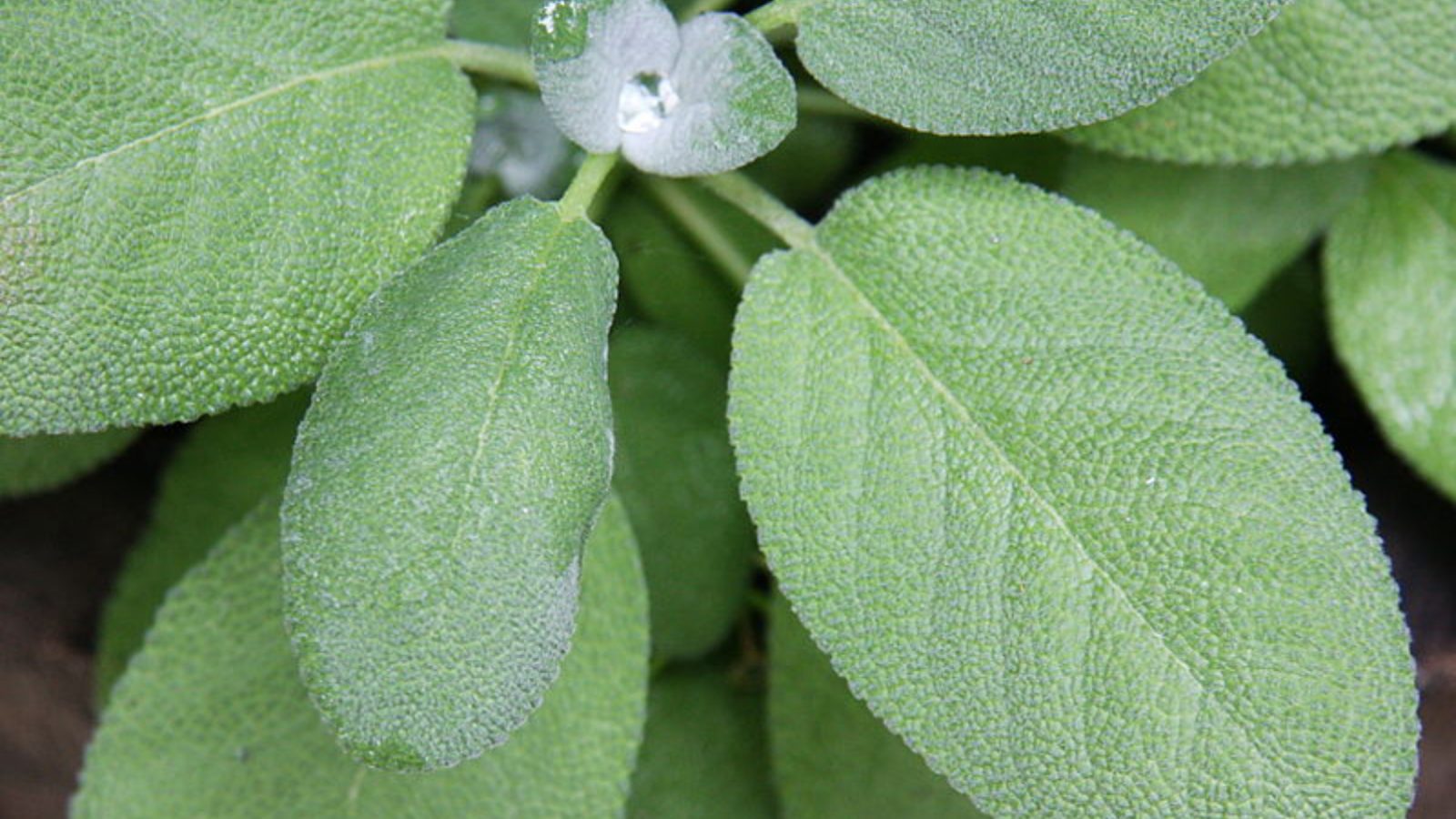 Growing Leaves Of Garden Sage Salvia Officinalis2 167759022716x9 