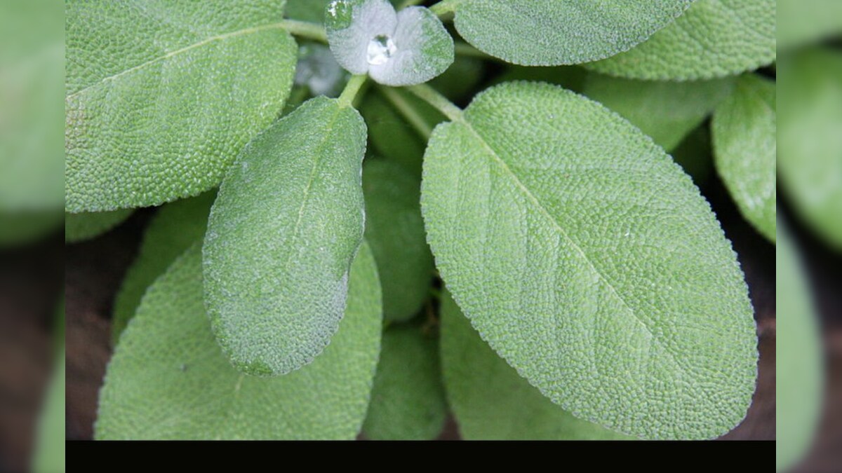 Sage leaves పవిత్ర ఆకులు.. అమృతంతో సమానం.. ఎలా వాడాలి? లాభాలేంటి