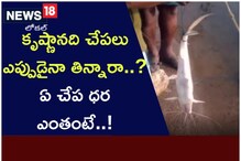 కృష్ణానది చేపలు ఎప్పుడైనా తిన్నారా..? ఏ చేప ధర ఎంతంటే..!