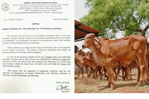 cow hug day