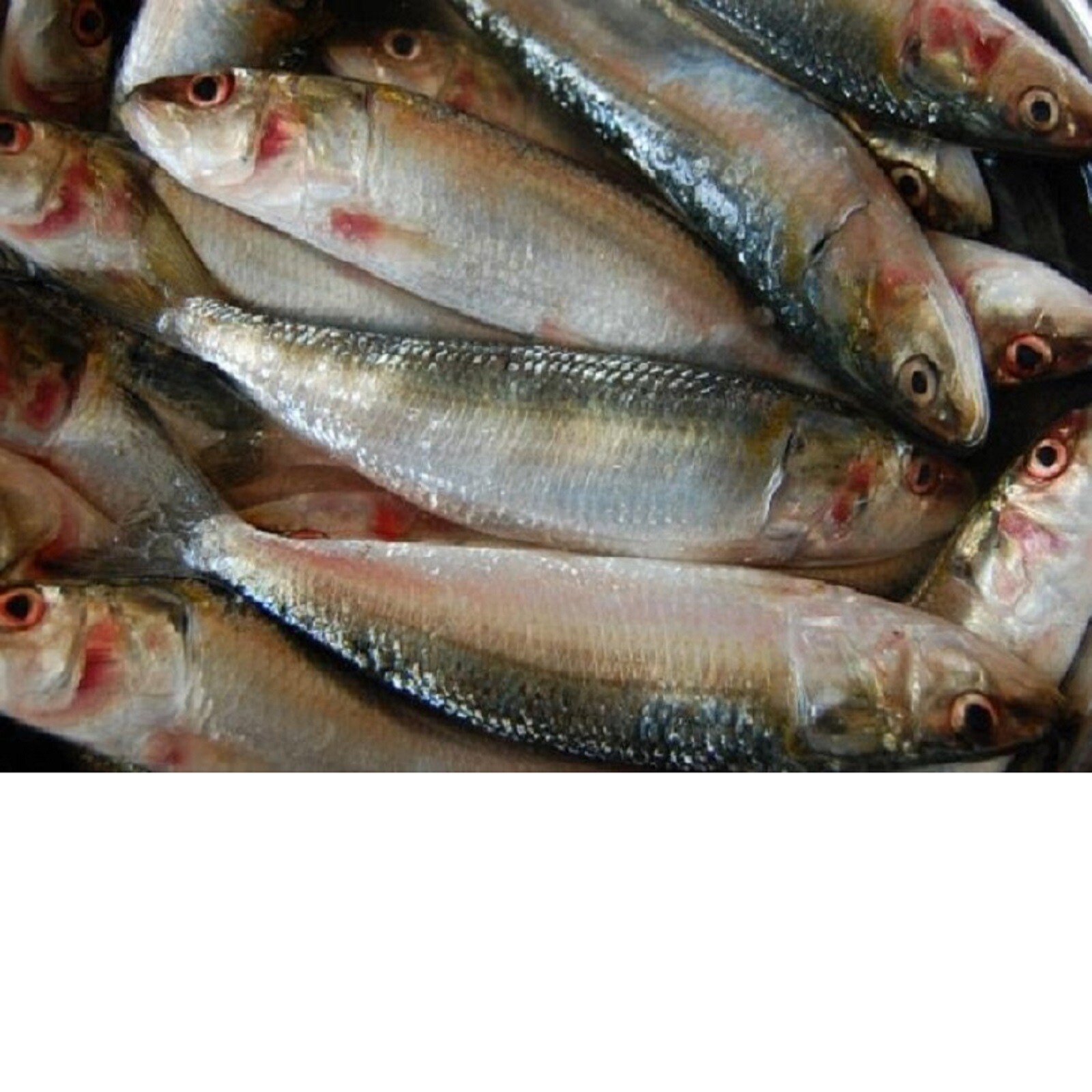 Fish Benefits: చేపలు ఎందుకు తినాలి..? ఉపయోగాలు తెలిస్తే.. వారానికి మూడు ...