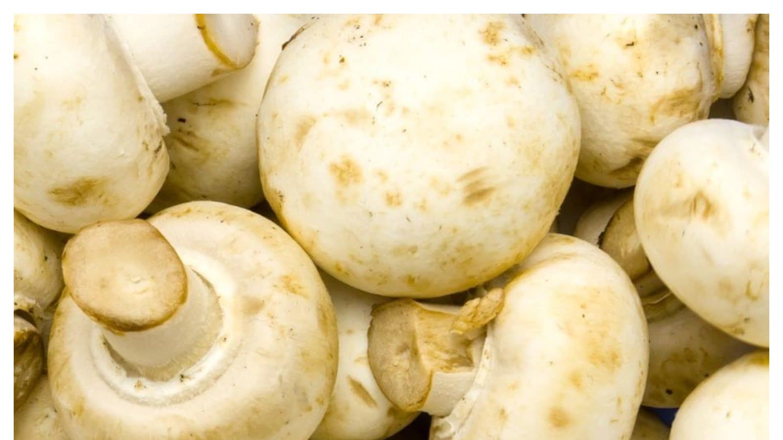 పుట్టగొడుగులతో ఎన్నో ప్రయోజనాలు Here are the benefits of Mushrooms