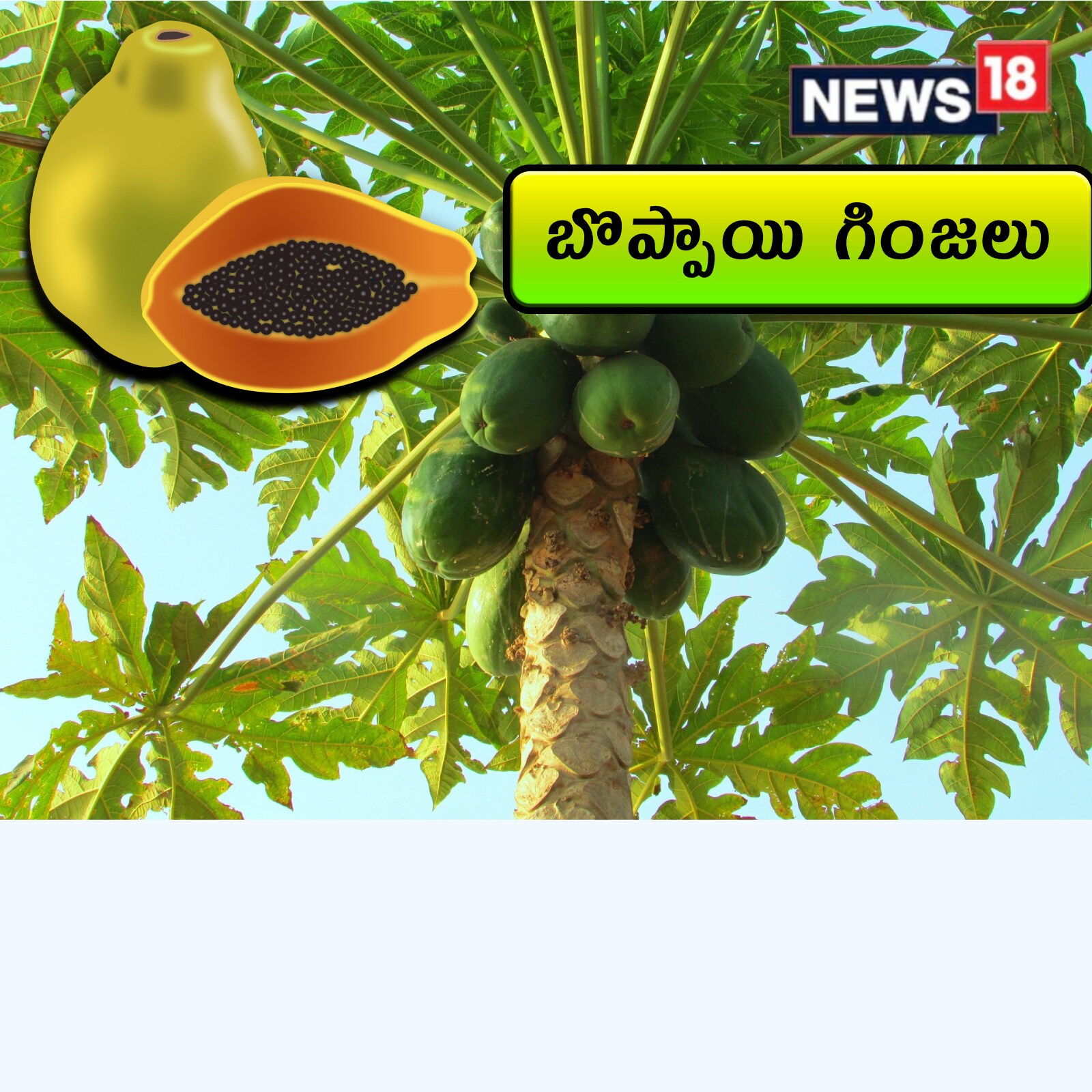 Papaya seeds బొప్పాయి గింజలు తినండి.. ఈ 7 ఆరోగ్య ప్రయోజనాలు పొందండి