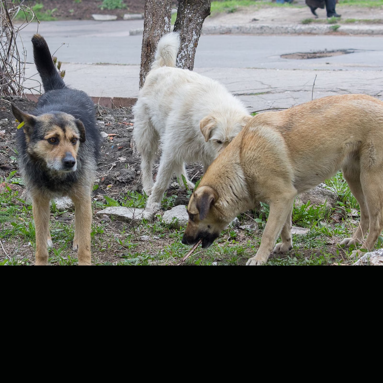 Stray Dogs మీ బైక్ ను కుక్కలు వెంబడిస్తున్నాయా? News18 తెలుగు