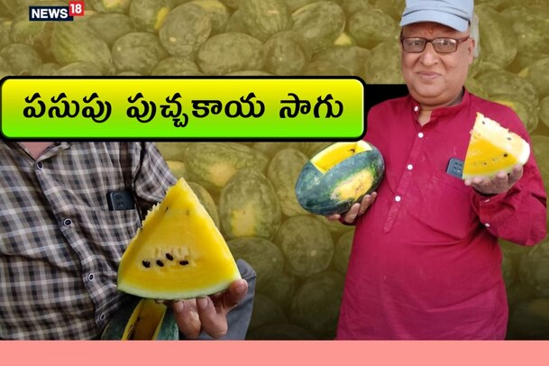 Photos : తెలివైన రైతు.. పసుపు పుచ్చకాయ సాగుతో రెట్టింపు లాభాలు