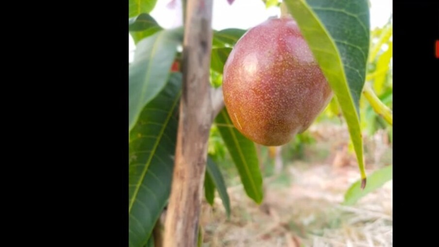  జపనీస్ రకం 'మియాజాకి' మామిడి అత్యంత ఖరీదైన పండ్లలో ఒకటి. జపాన్‌లో ఈ మామిడి కిలో రూ.2.5 లక్షల వరకు అమ్ముడుపోయింది. అయితే మధ్యప్రదేశ్‌లో ఈ మామిడికాయ కిలో రూ.20,000 వరకు విక్రయిస్తున్నారు. అంటే ఒక్క మామిడికాయ దాదాపు 4 వేల రూపాయలు.