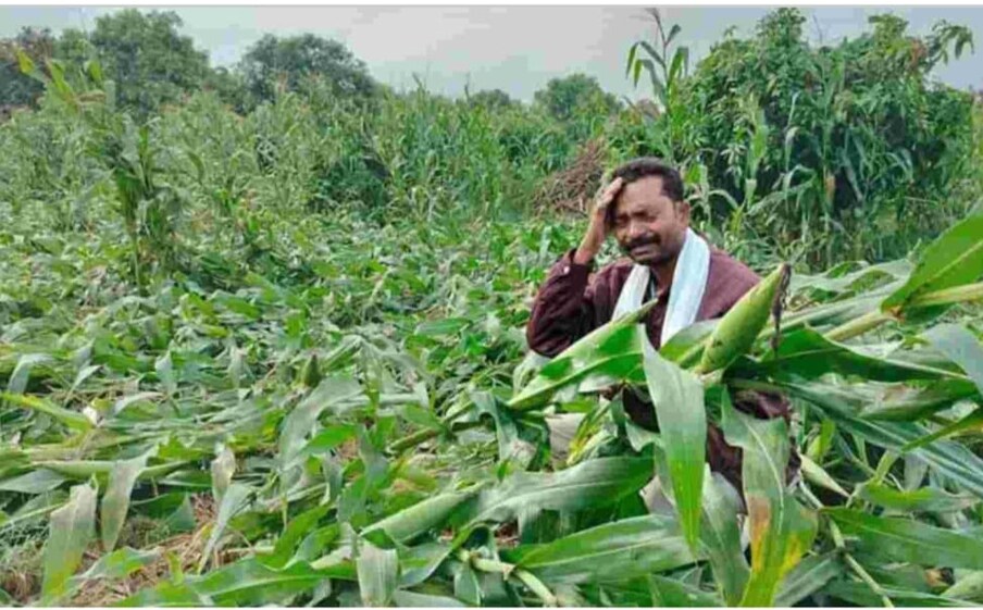  అకాల వర్షాలు మామిడి, మొక్క జొన్న అలాగే పసుపు సాగు రైతులును నిలువునా ముంచాయి, ఎకరం, రెండు ఎకరాలు కాదు ఏకంగా  వేల ఎకరాలు మామిడి, మొక్క జొన్న పంట నీటి పాలు అయ్యింది.