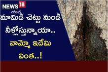 మామిడి చెట్టు నుండి నీళ్లోస్తున్నాయా.. వామ్మో ఇదేమి వింత‌..!