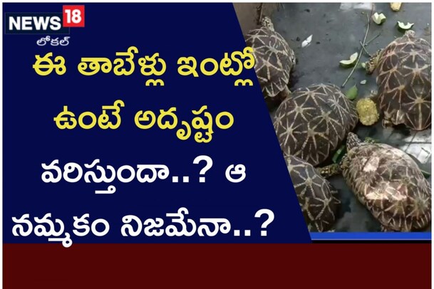 ఈ తాబేళ్లు ఇంట్లో ఉంటే అదృష్టం వరిస్తుందా..? ఆ నమ్మకం నిజమేనా..?