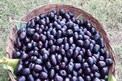Jamun fruit : ఈ ప్రయోజనం ఉందని తెలిస్తే నేరేడు పండుని అస్సలు వదిలిపెట్టరుగా