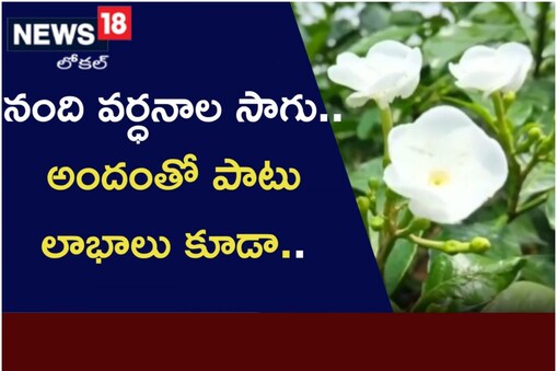నందివర్ధనం
