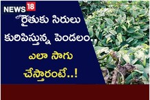 రైతుకు సిరులు కురిపిస్తున్న పెండలం.. ఎలా సాగు చేస్తారంటే..!