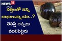 నత్తలతో ఇన్ని లాభాలున్నాయా..? తెలిస్తే అస్సలు వదిలిపెట్టరు