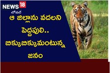 ఆ జిల్లాను వదలని పెద్దపులి.. బిక్కుబిక్కుమంటున్న జనం