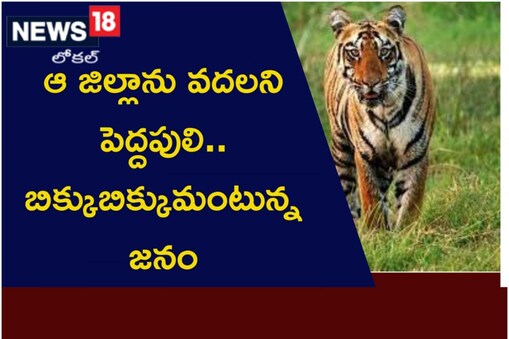 కాకినాడ జిల్లాలో మళ్లీ పులి భయం