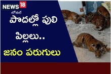 AP News: పొదల్లో పులి పిల్లలు.. జనం పరుగులు