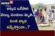 అక్కడ ఒకేసారి వెయ్యి పందులు మృతి.. వింత వ్యాధి కమ్మేస్తోందా..?