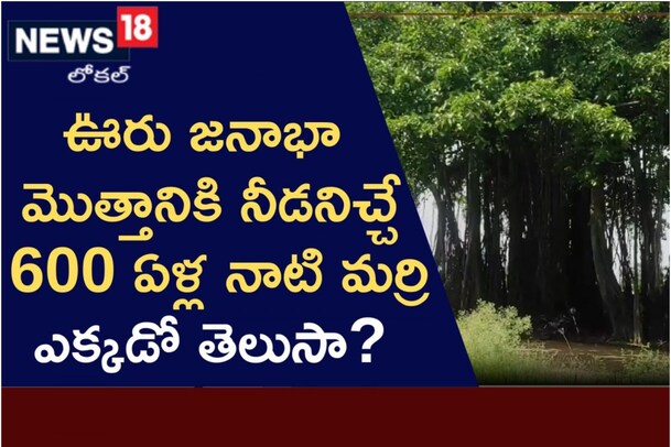 ఊరి మొత్తానికి నీడని ఇచ్చే 600 ఏళ్ల నాటి మర్రిచెట్టు.. ఎక్కడో తెలుసా.?