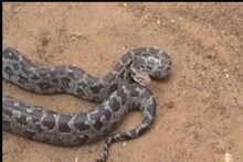 Python: విద్యుత్ సదుపాయం లేని గ్రామం అది..  వారిని భయపెడుతోంది ఏంటో తెలుసా?
