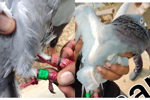 Tamil Nadu Pigeon