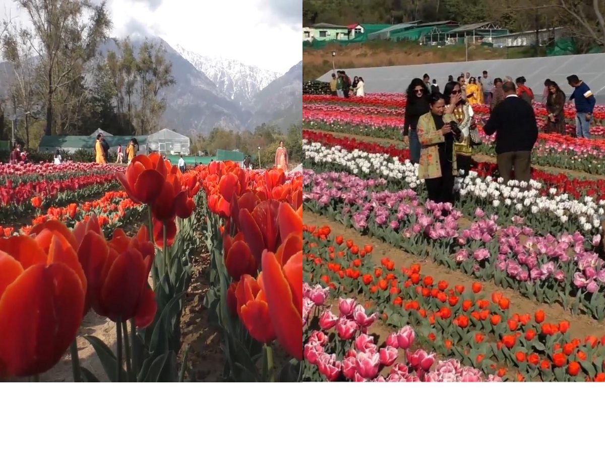 కాశ్మీర్‌ తర్వాత పర్యాటకులను ఆకర్షిస్తున్న తులిప్‌ గార్డెన్‌ హిమాచల్