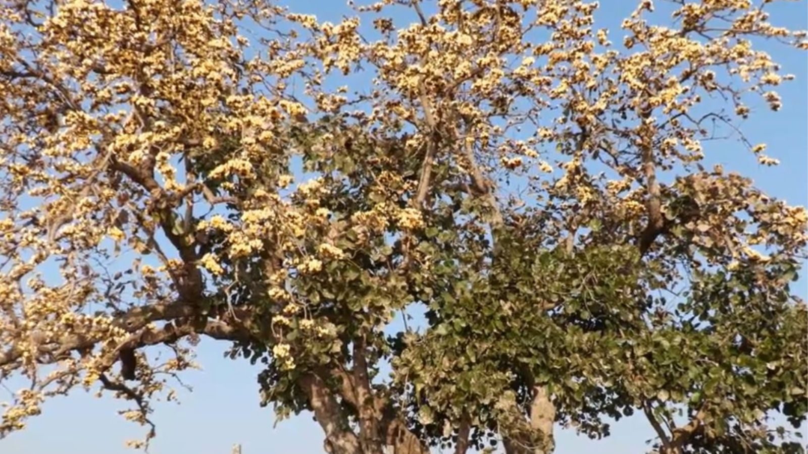 Unique Tree : మన దేశంలో అద్భుత చెట్టు..దీని పూలు దొంగలించేందుకు విదేశాల ...